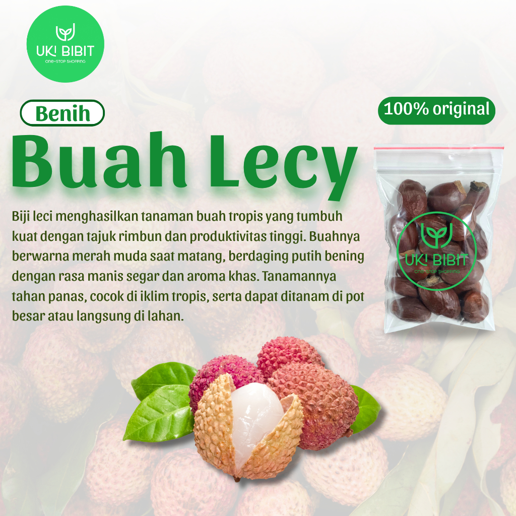 ( 1 Kg ) Benih Biji Buah Leci | Lychee