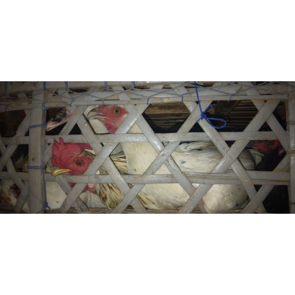 Ayam Kampung Asli. ( bukan KUB / joper )