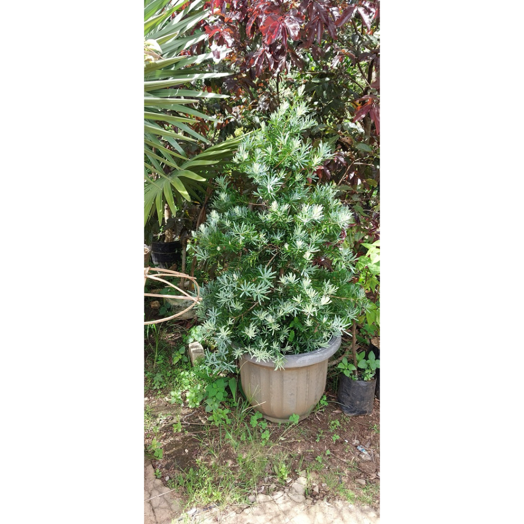 TERMURAH lohansung blue ice impor 100% original