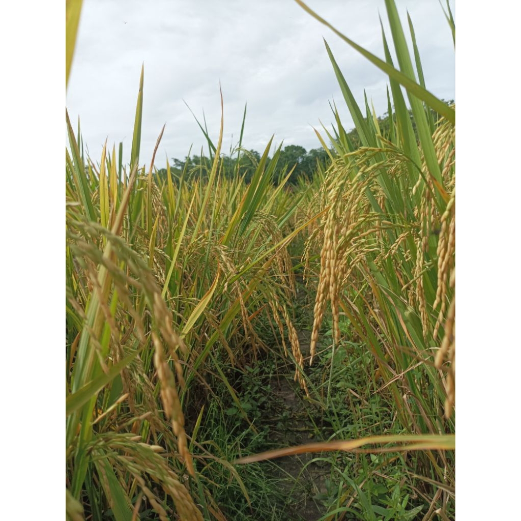 benih padi sertani 14