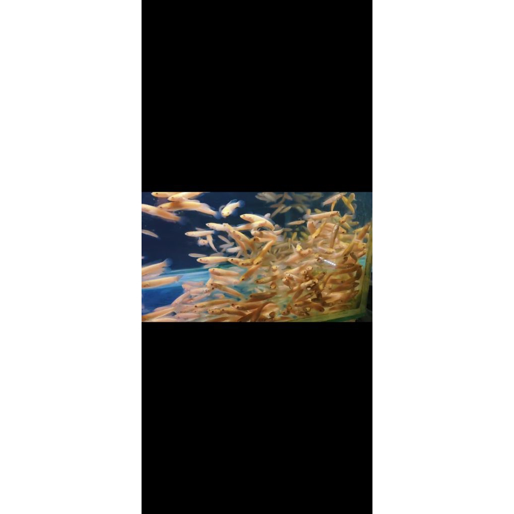 ikan hias channa golden limbata golden xanthic