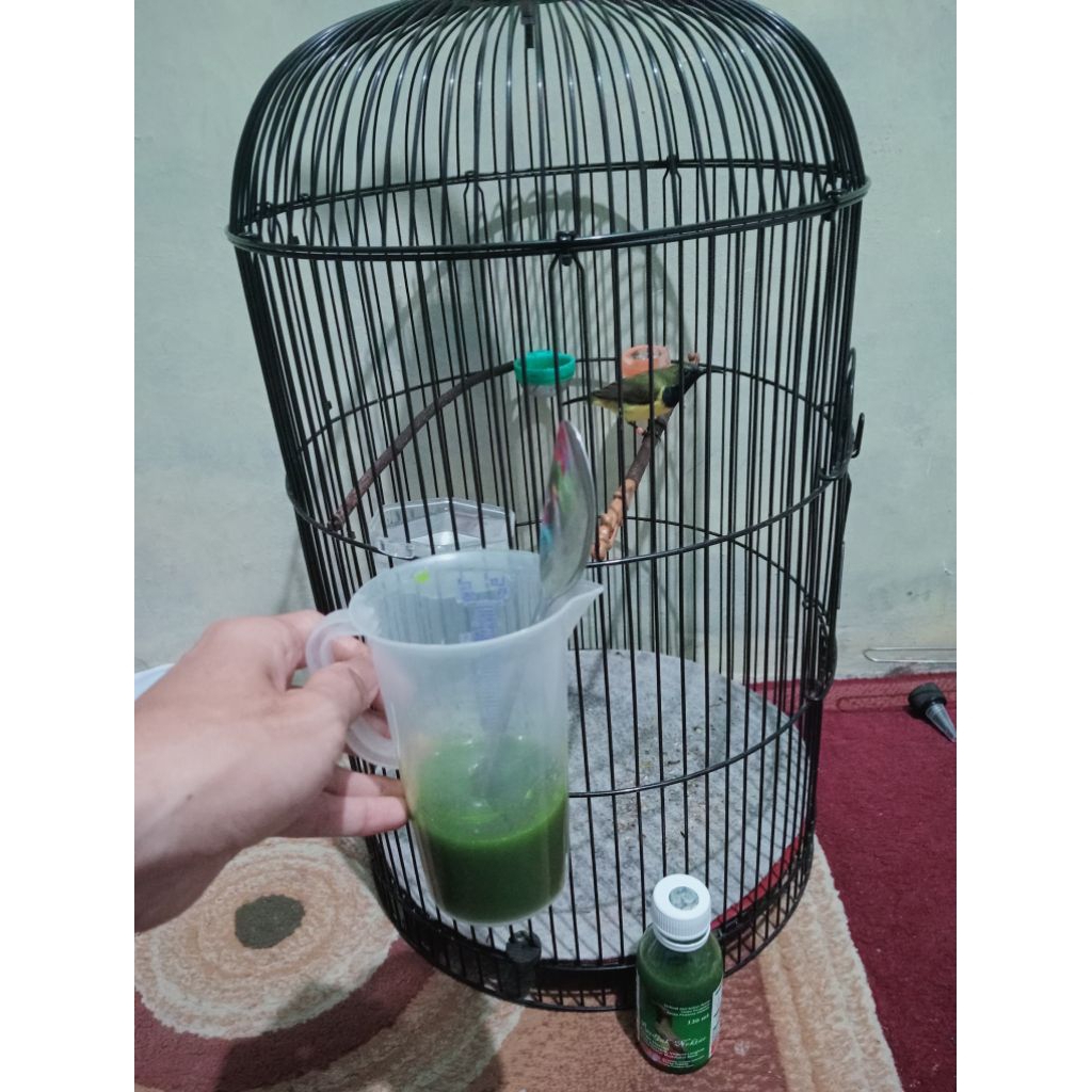 rujak nextar original