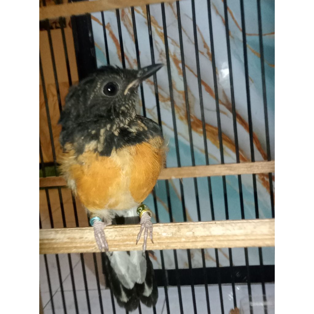 Murai trotol trah blorok visual putih gen blorok