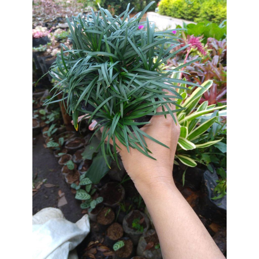 1kg Tanaman hias hidup kucai mini Rumput kucai bangkok perkilo