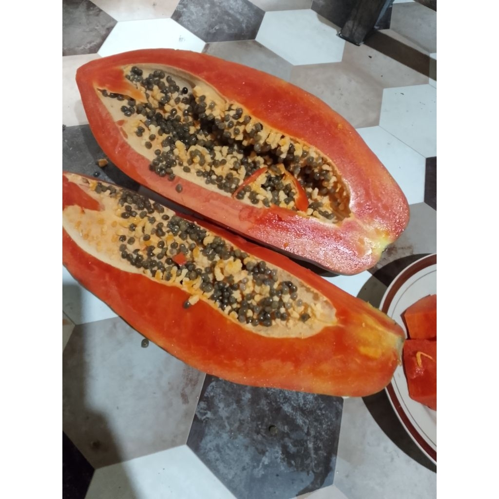 biji pepaya jingga thailand 100 biji harga 10ribu