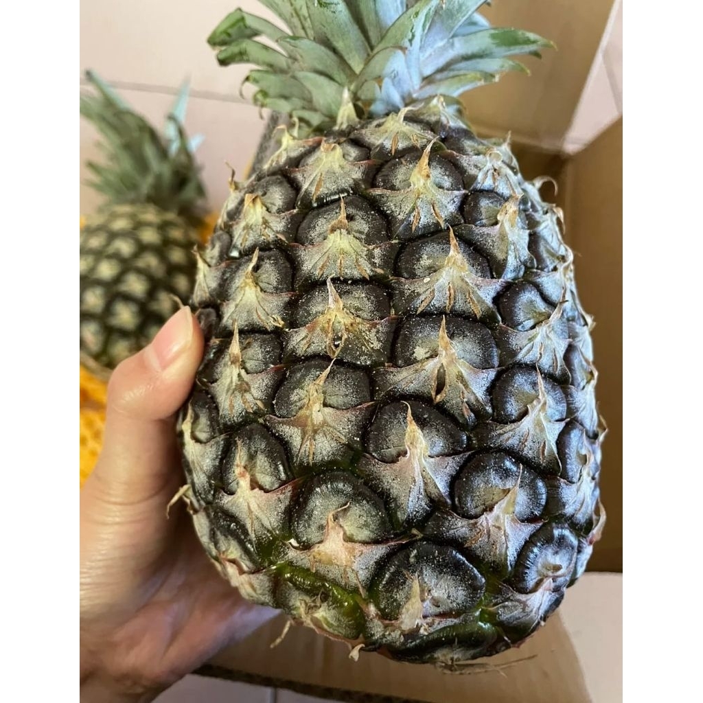 Nanas Muda Segar Perbuah Bahan Rujak & Petis