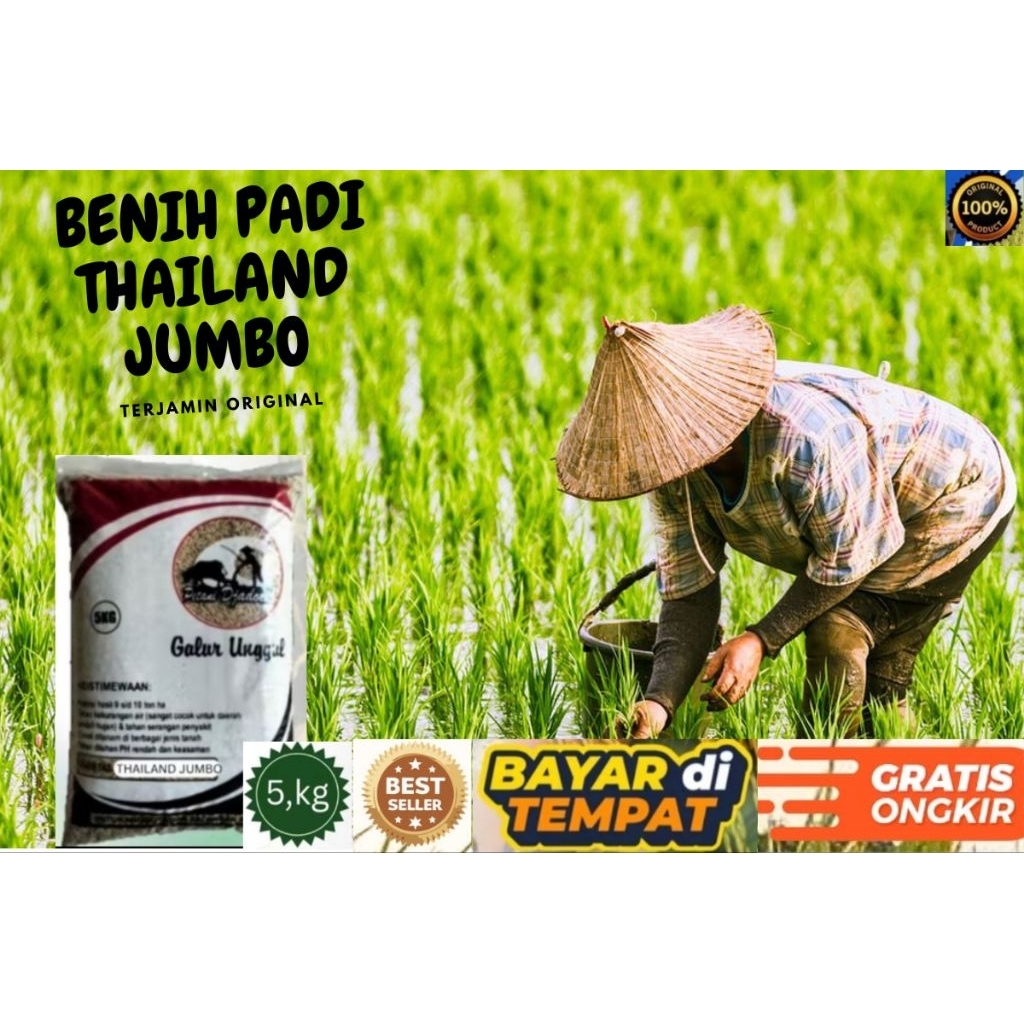 BENIH PADI THAILAND JUMBO KEMASAN 5,KG BENIH PADI KUALITAS GENJAH ORIGINAL