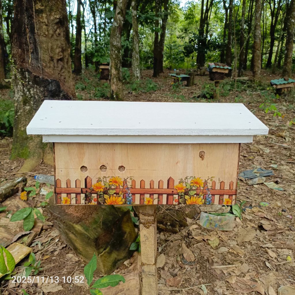 bibit lebah trigona itama klanceng kelulut di dalam stup kotak Cocok untuk Pajangan