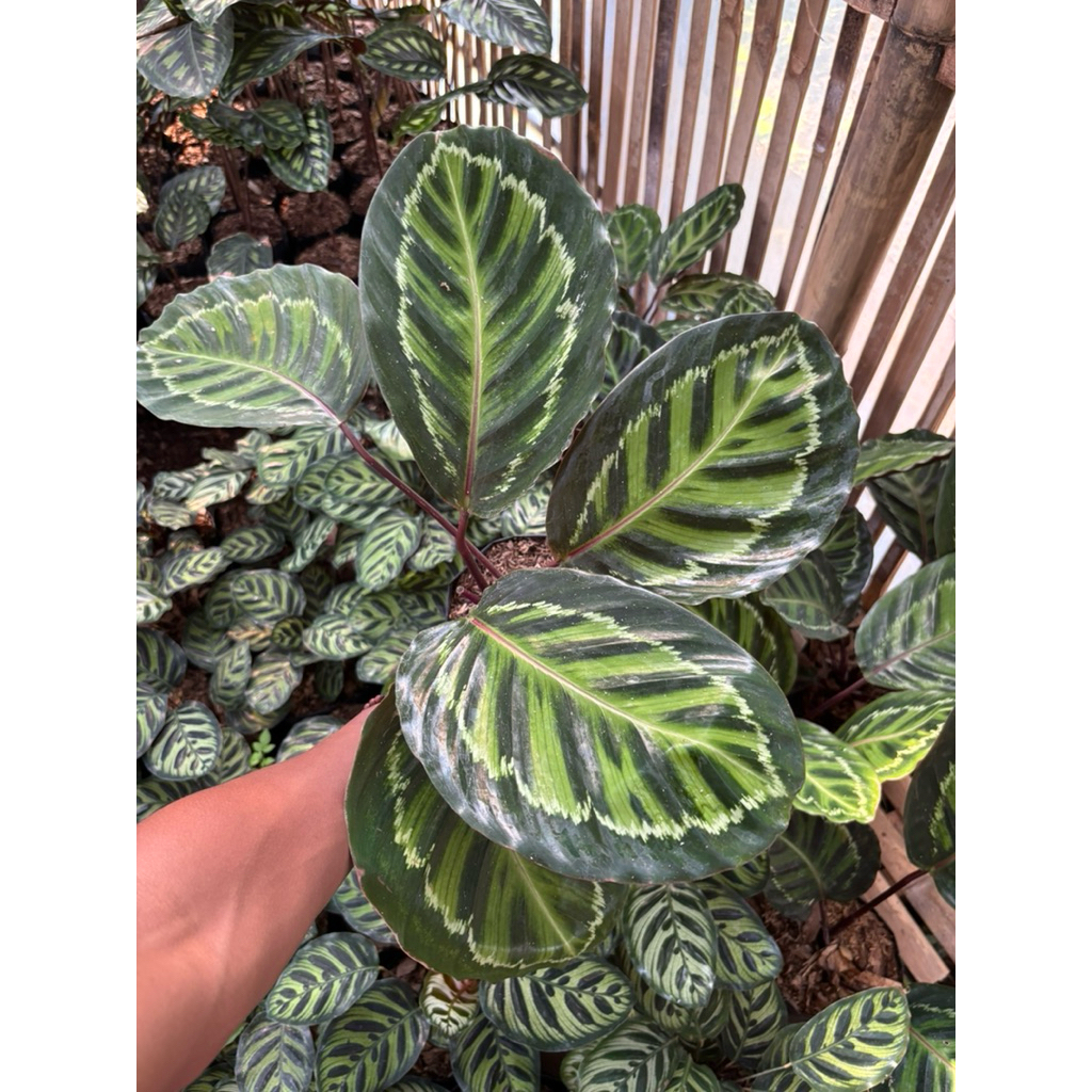 calathea linden
