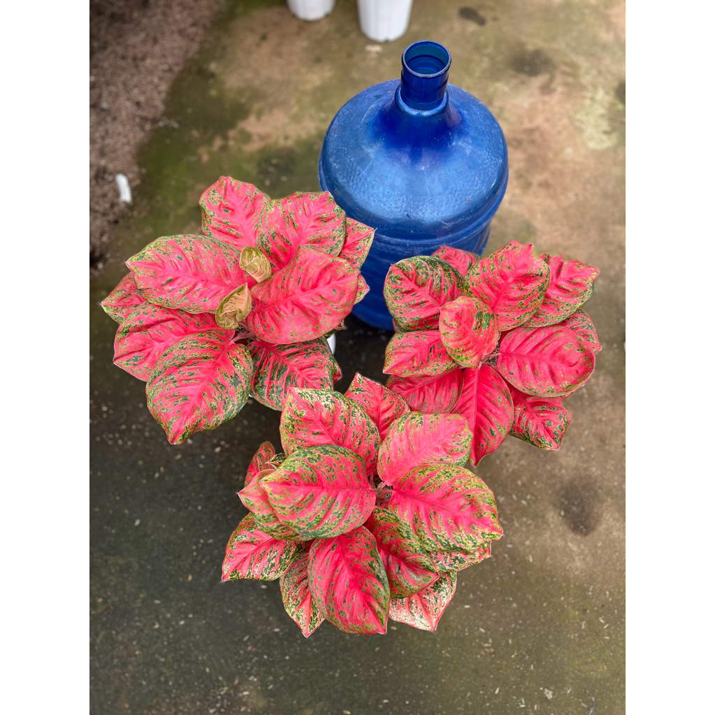 wulandari super jumbo