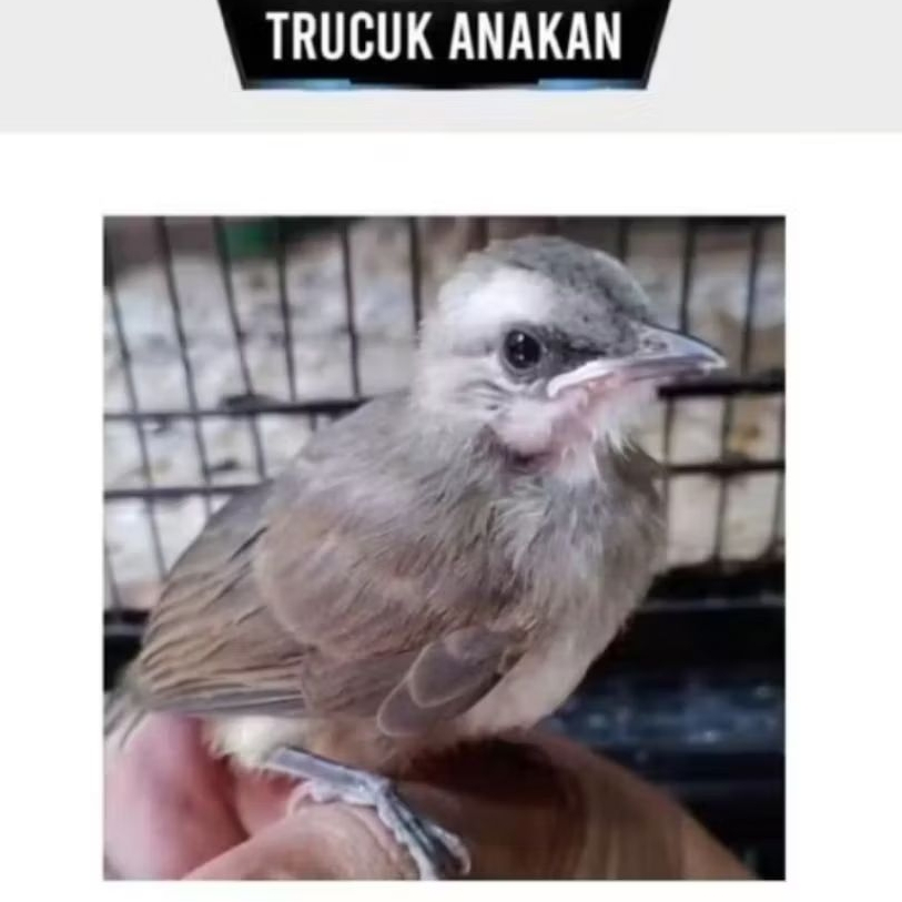 TRUCUK ANAKAN LOLOH JANTAN JATIM PILIHAN