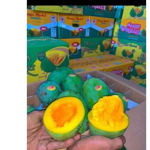 mangga alpukat 1 dus isi +-5kg