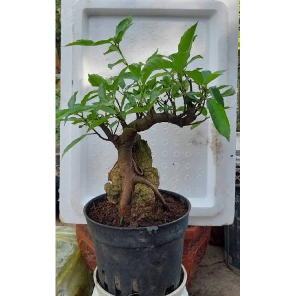 Promo bahan bonsai loa dongkelan sudah tumbuh tunas