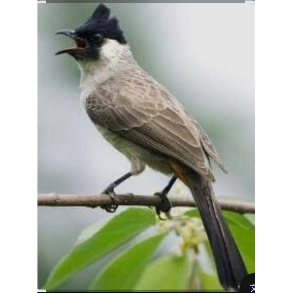 BURUNG KUTILANG JANTAN PILIHAN