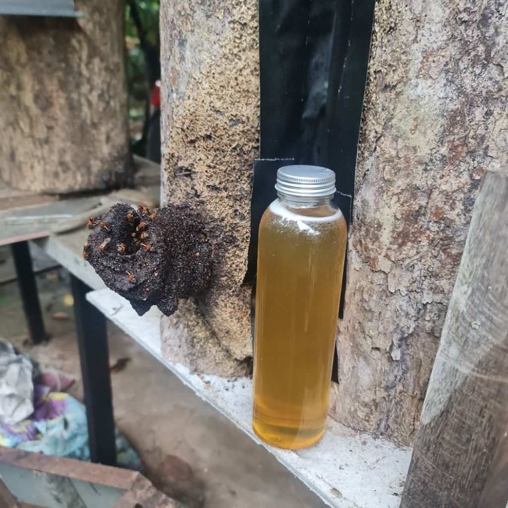 MADU KELULUT TORASIKA ASLI 100% TANPA CAMPURAN (PRODUKSI SENDIRI)