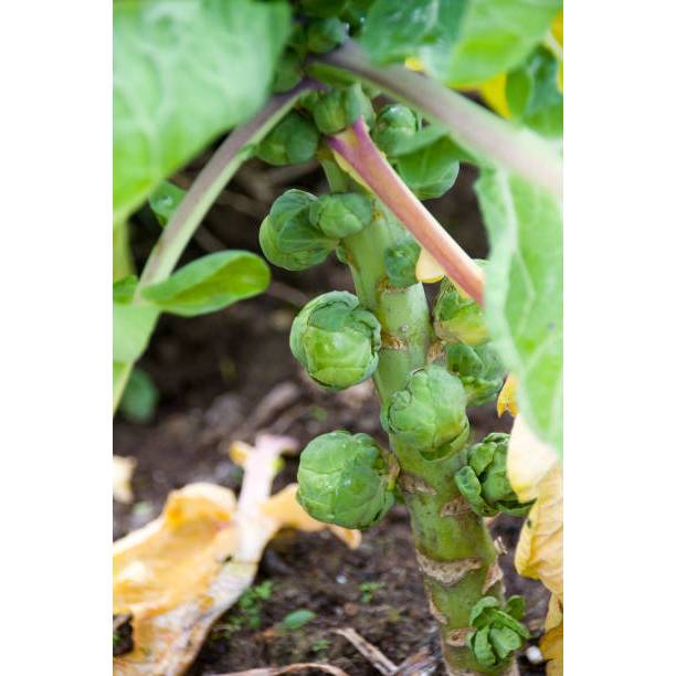 ADA BONUS - Bibit Kubis Mini