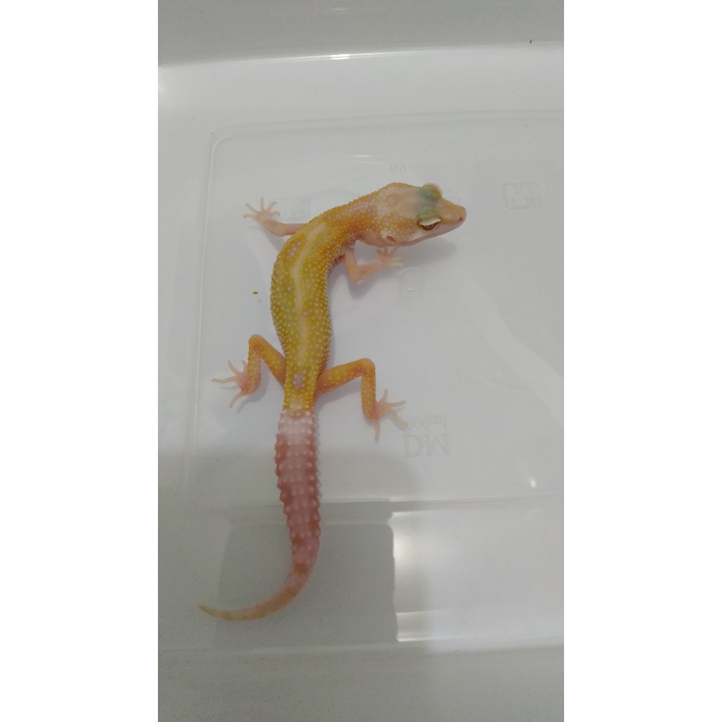 Mainan  Gecko Tremper Albino (White Eye)