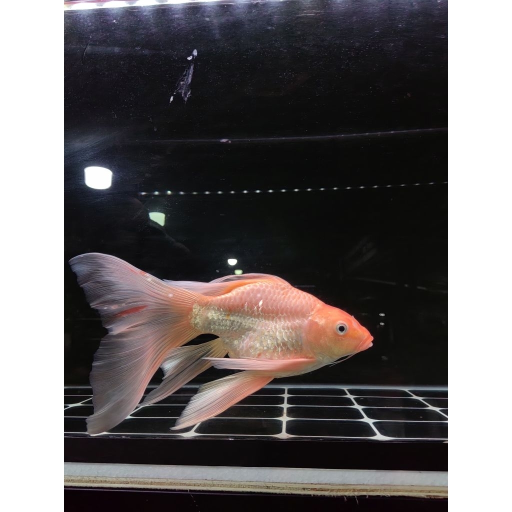 Koi Hudielong Golden 30cm