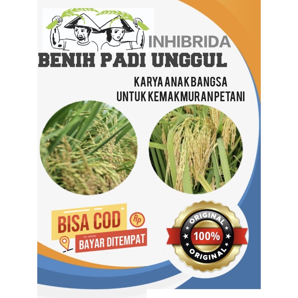 Benih padi unggul hibrida