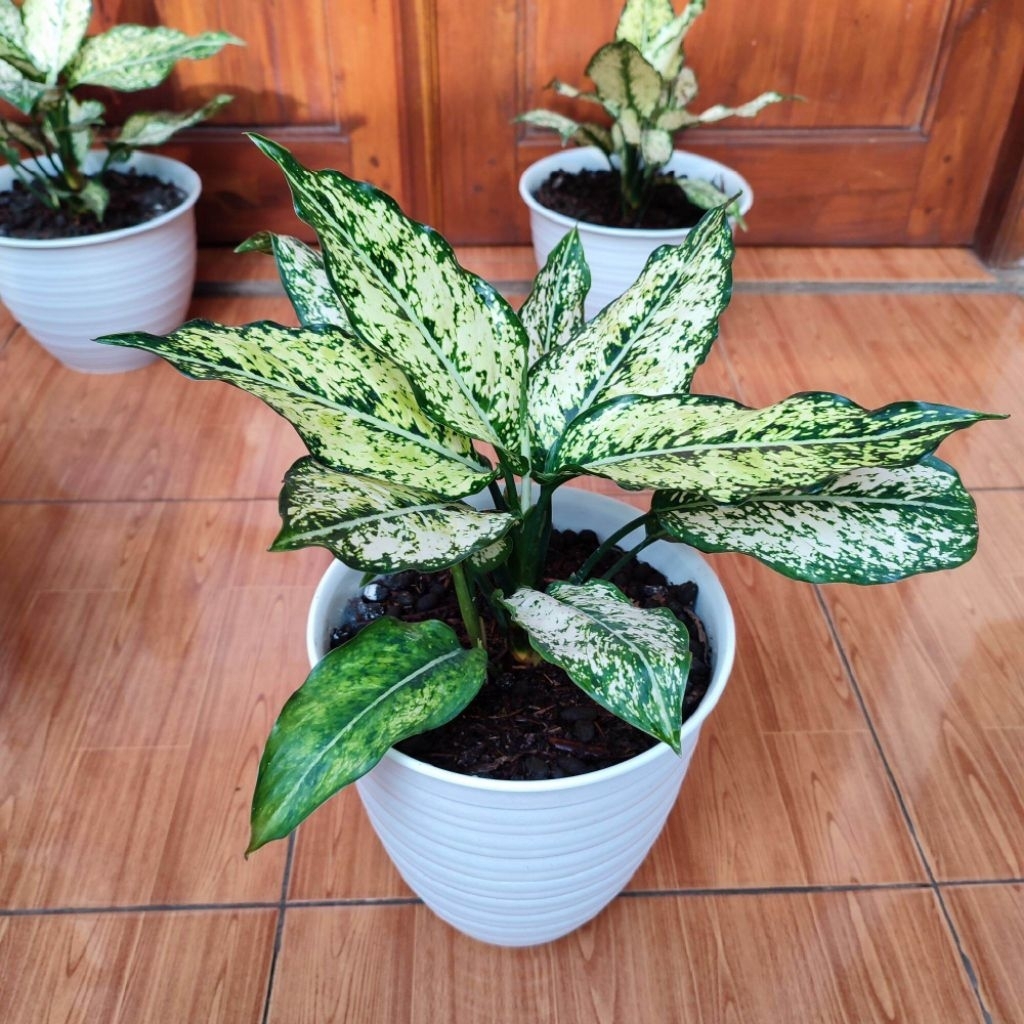 tanaman hias aglonema snow white - pohon aglonema beras tumpah aglonema snow white