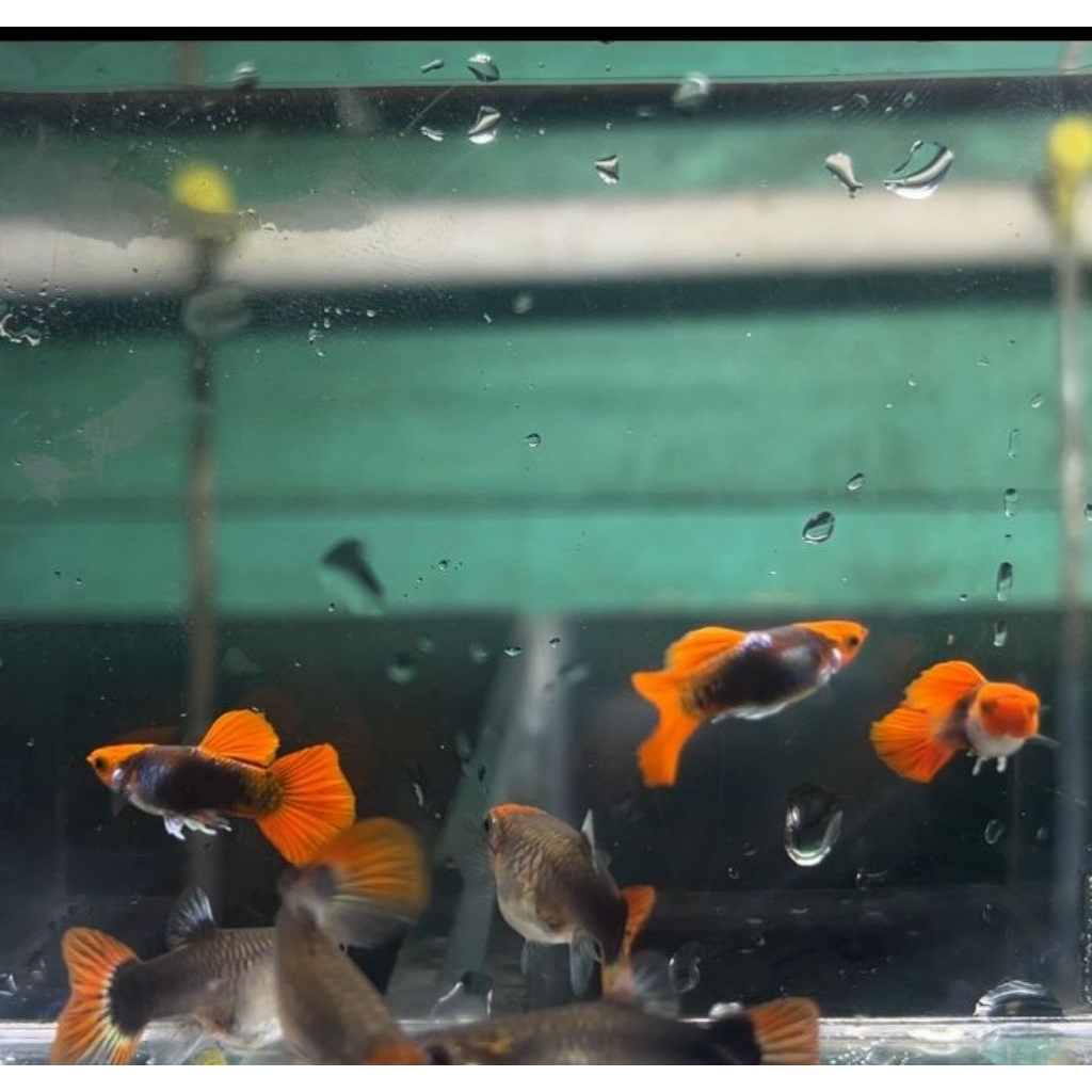 Hiasan Aquarium Guppy Tuxedo Koi Short Body Sepasng / Guppy short body