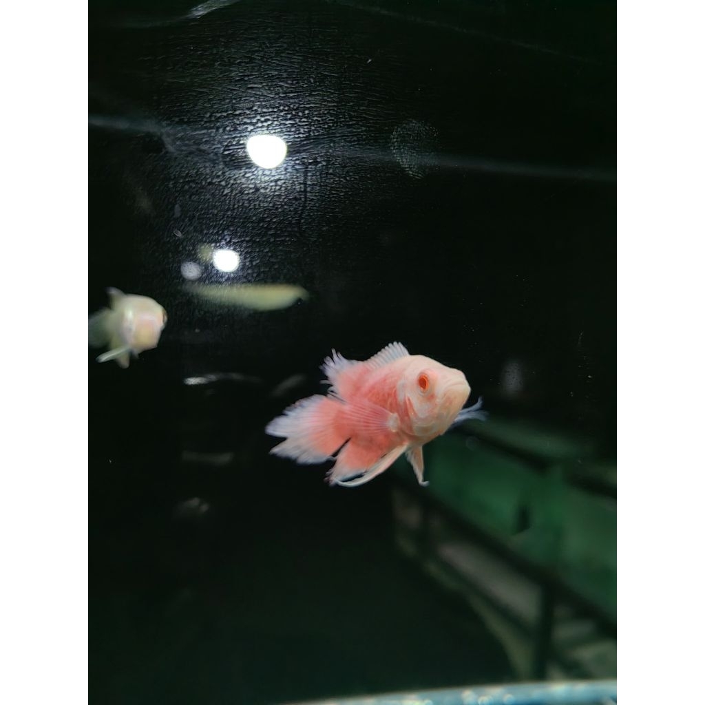 Oscar Red Chili Slayer 6-7cm