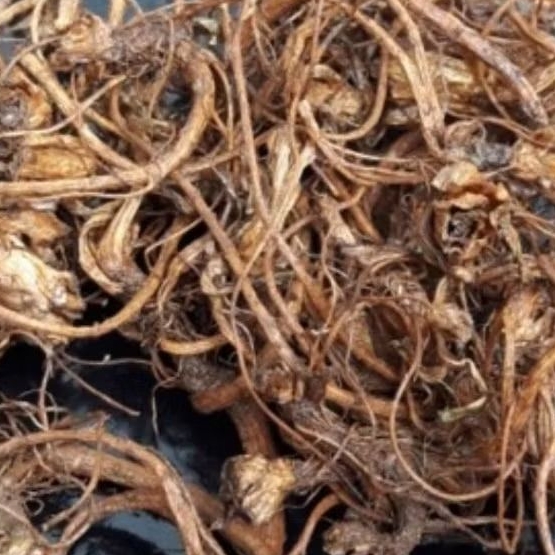 Purwoceng Kering 1 kg / Akar Purwoceng kering / Purwoceng kering
