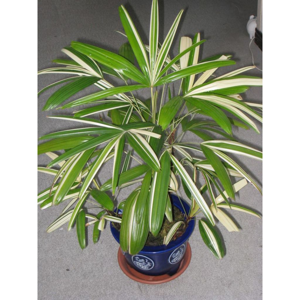 Tanaman Palem Jari varigata atau Palem Waregu varigata(Rhapis excelsa).