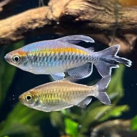 Congo Tetra ikan hias aquascape