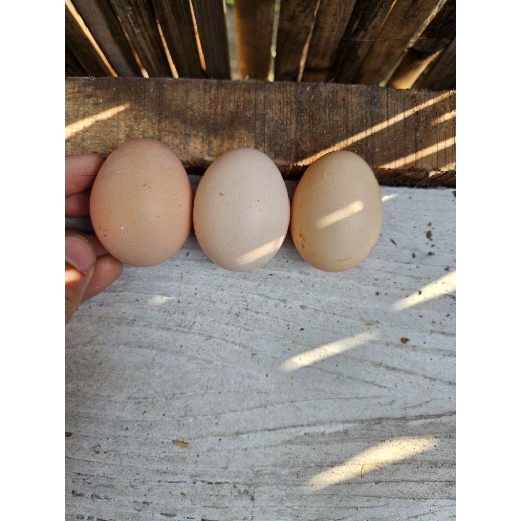 TELUR FERTIL AYAM ELBA