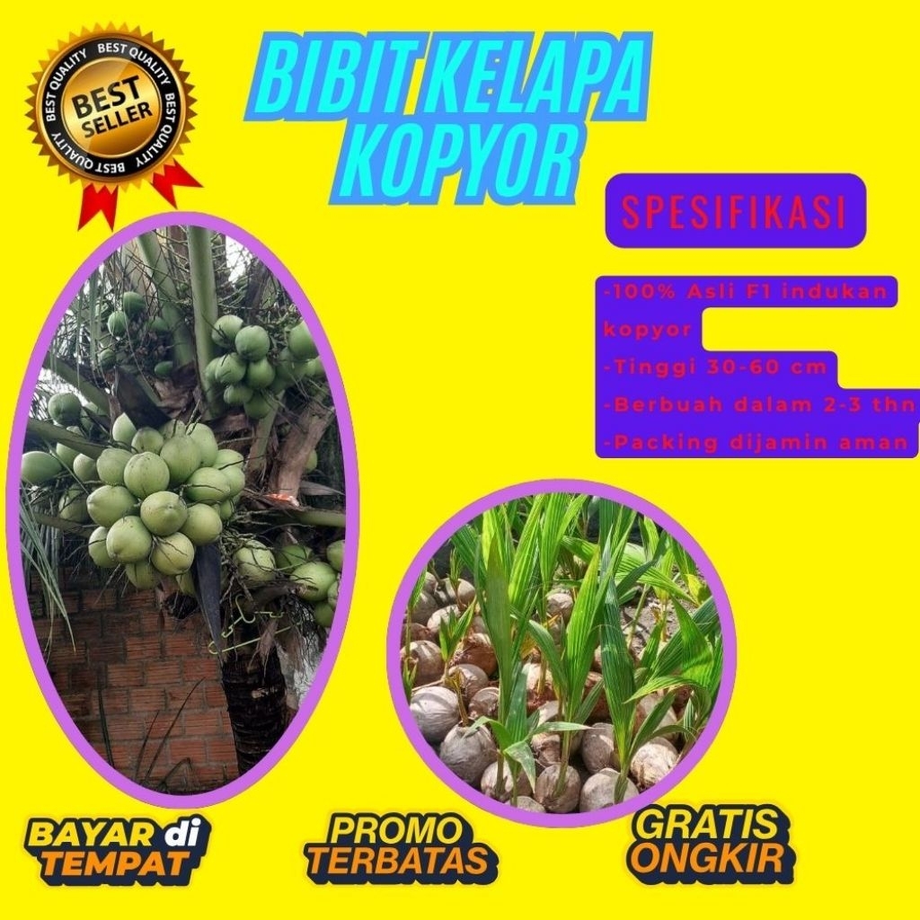KUALITAS UNGGULAN  Bibit Kelapa Kopyor Madu, Bibit Kelapa Kopyor Super, Bibit Kelapa Kopyor Terdekat