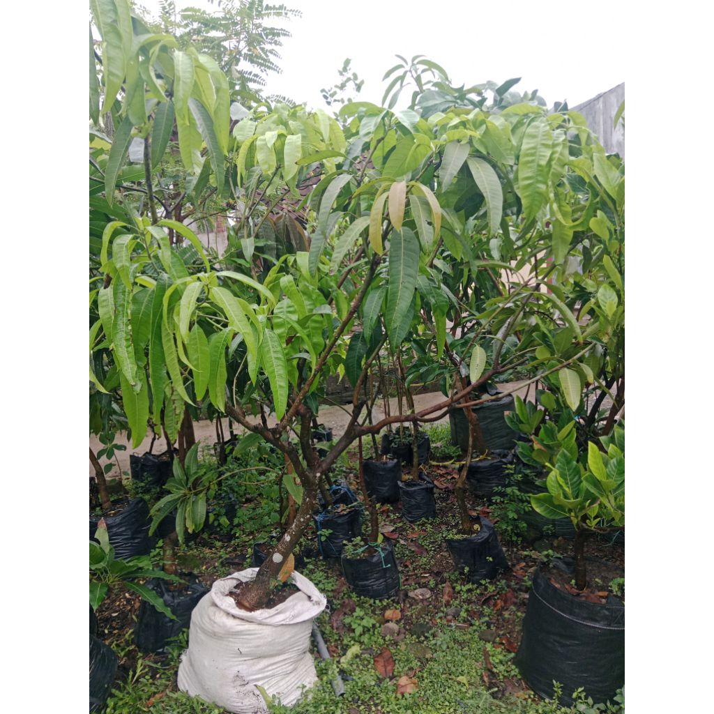 Bibit mangga kombinasi batang gede tua 5 in 1