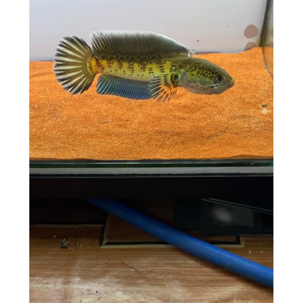 Auranti wibowo PO 7-9cm