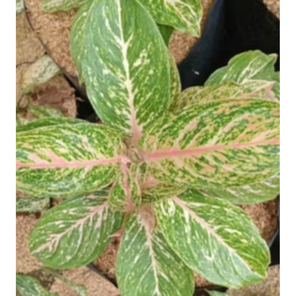 AGLAONEMA "BIDADARI"