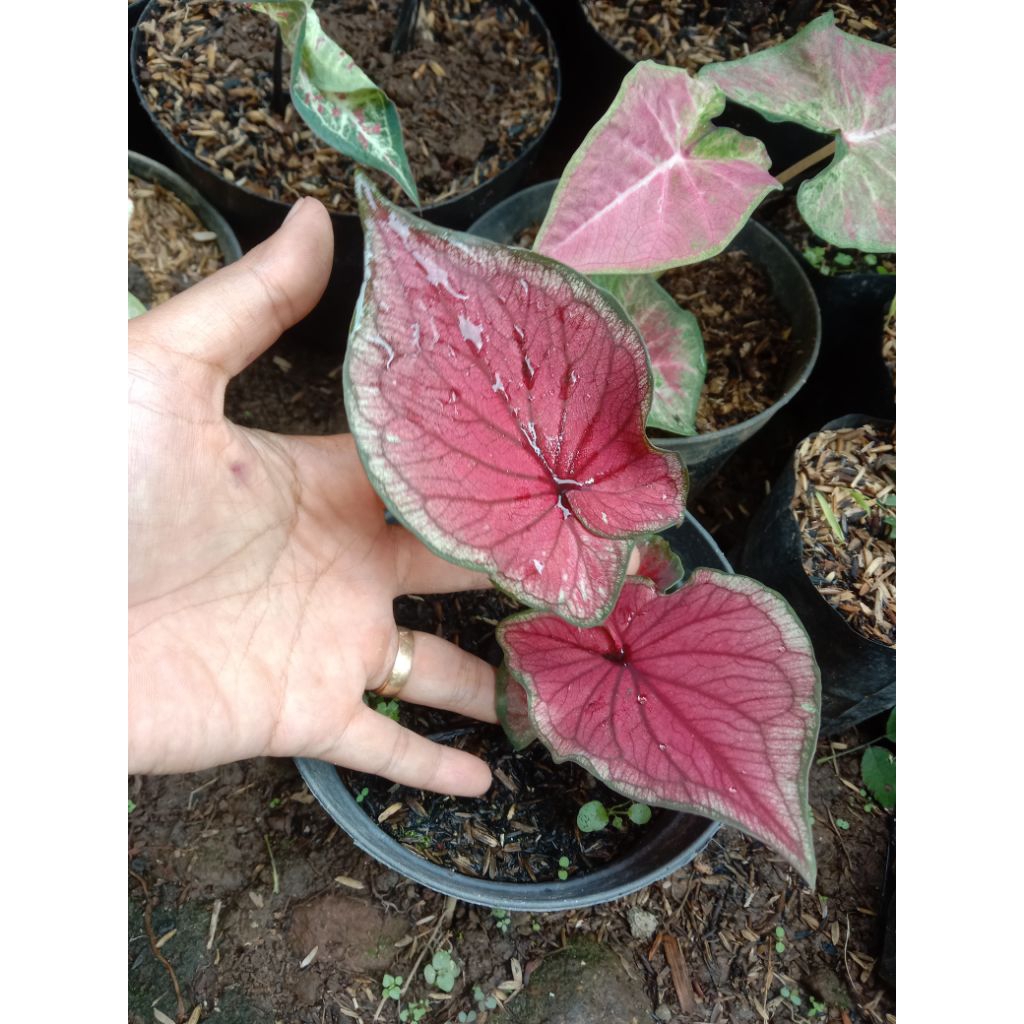 keladi red jaguar,keladi merah