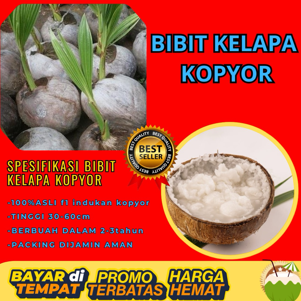 TERPERCAYA  Bibit Kelapa Kopyor Trubus
