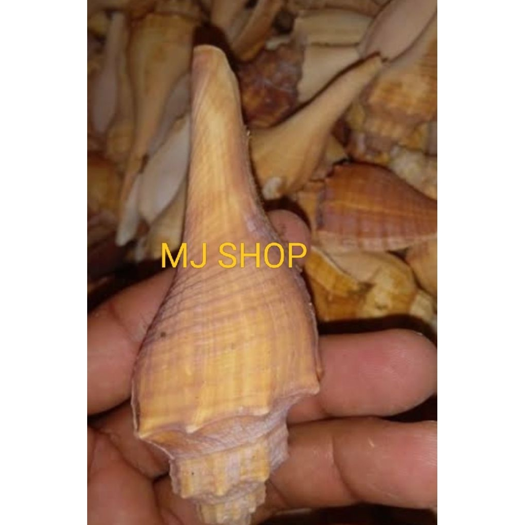 Cangkang keong terompet mix size 25pcs