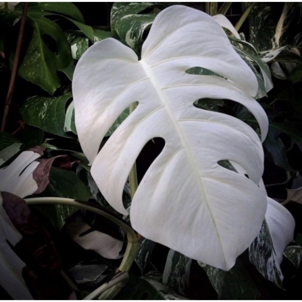 promo bonggol monstera king varigata