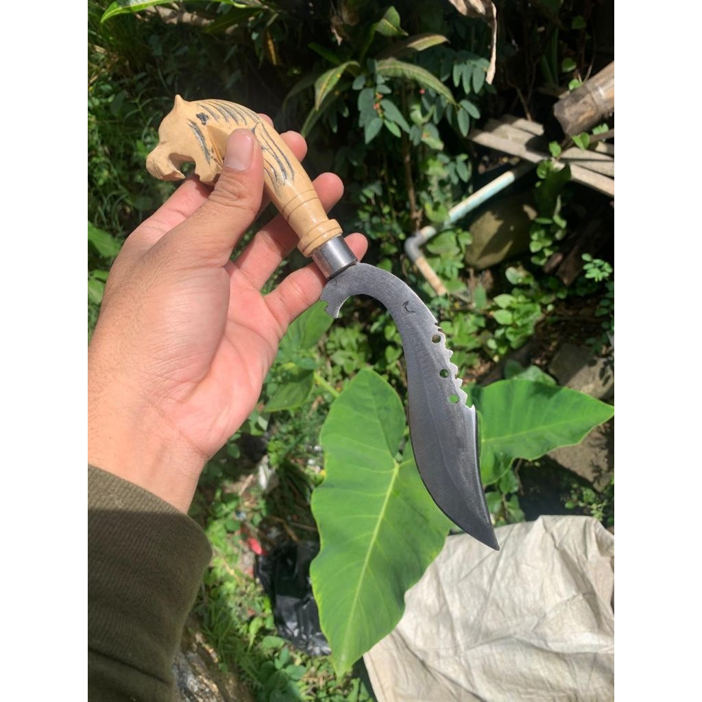 KUJANG SUNDA PUTIH ASLI BAJA