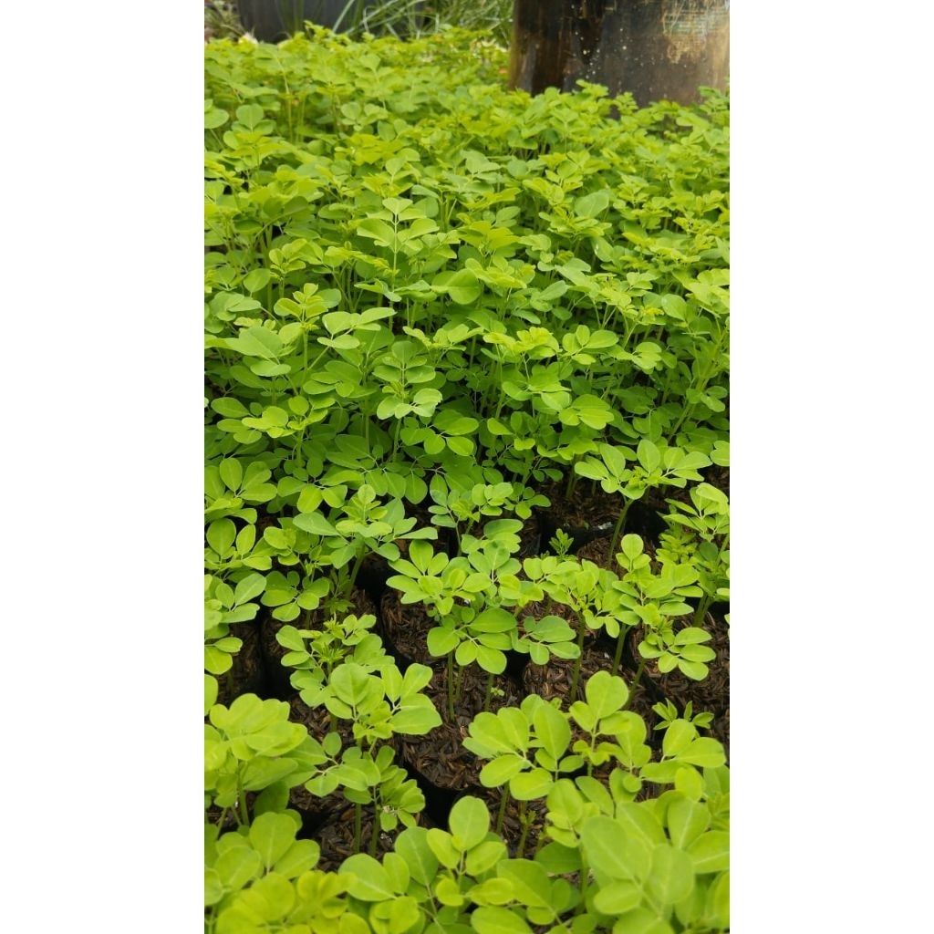 Tanaman Kelor Tanaman Herbal Daun Kelor Tanaman Bibit Kelor