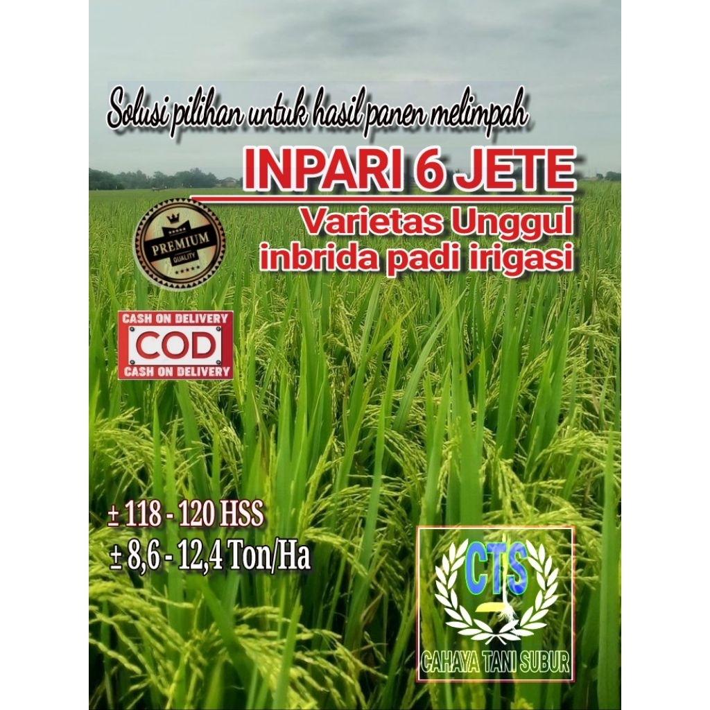 Inpari 6 Jete Benih Padi Bibit Unggul (5kg)