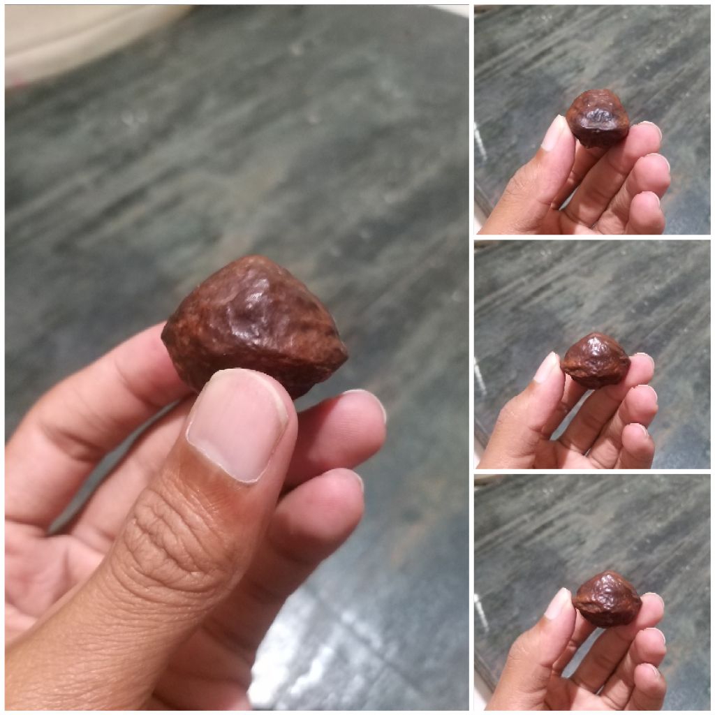 muncang kemiri jenis aduan Jayanti rintit