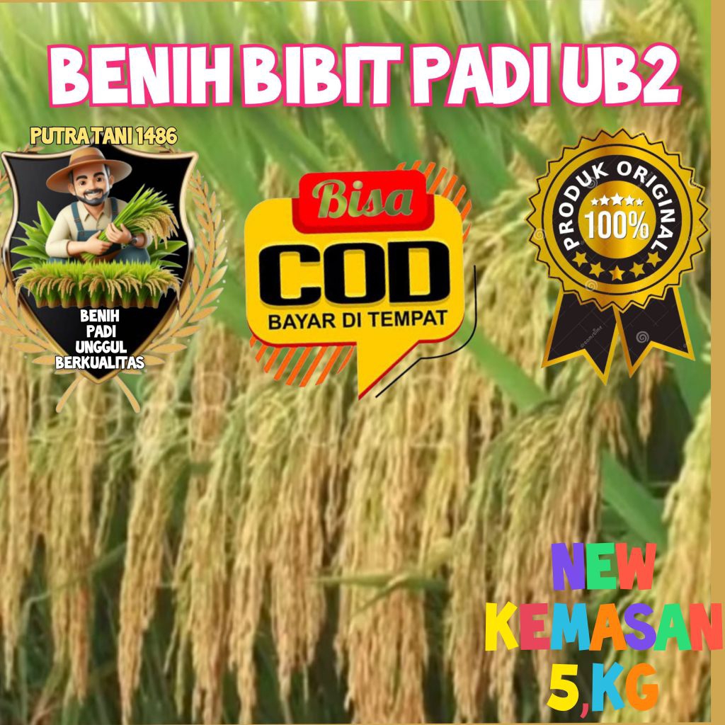 BENIH BIBIT PADI UB2 BATUTA KUALITAS TERBAIK kemasan (5,kg)