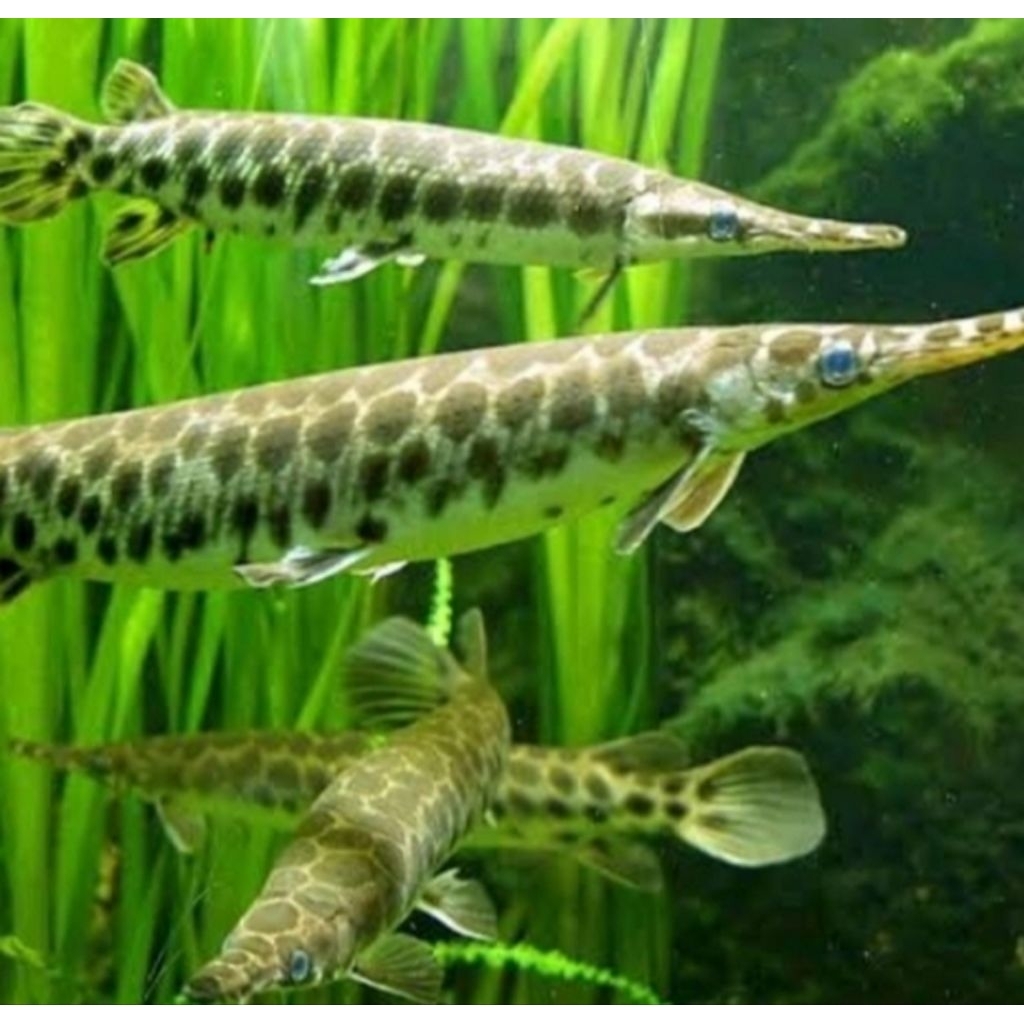 Florida Gar - Ikan Hias Aquarium