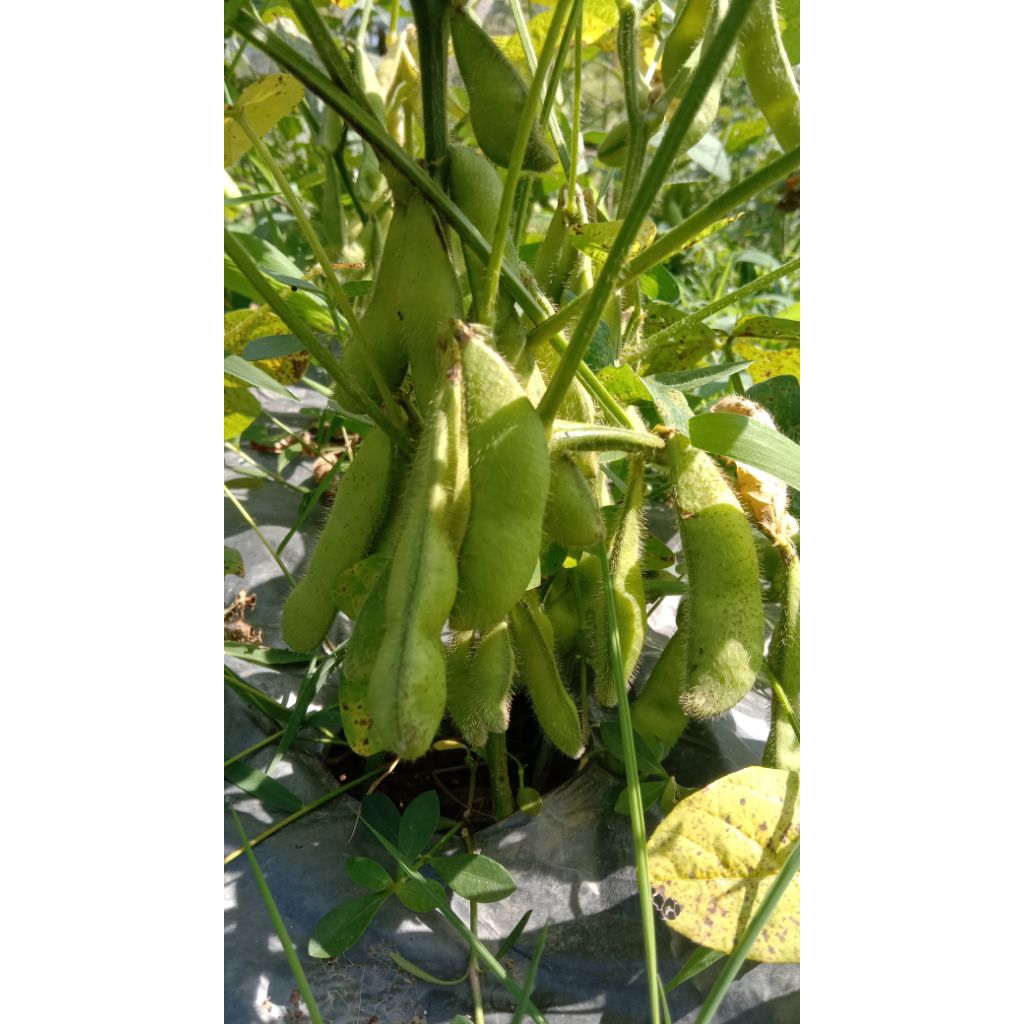 edamame-kedelai-jepang