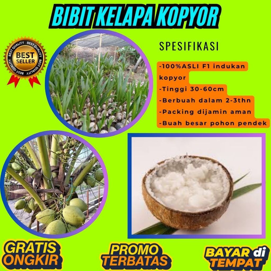 DIJAMIN ASLI  Bibit Kelapa Kopyor Bersertifikat, Bibit Kelapa Kopyor Genjah