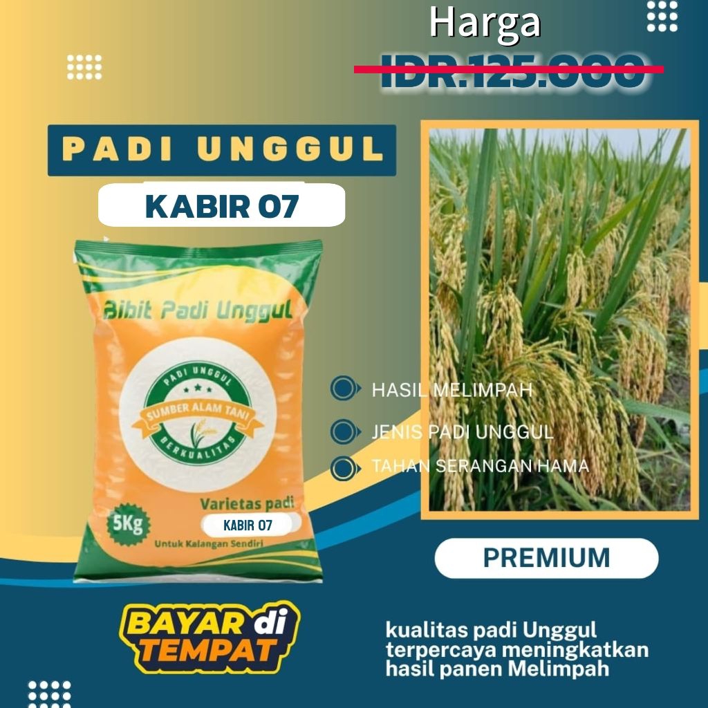 Bibit padi unggul Kabir 07 kemasan 5 kg