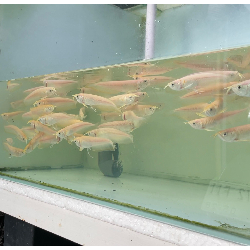 arwana silver albino