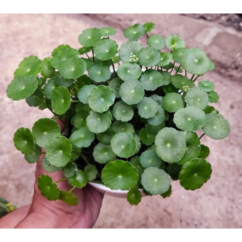 Tanaman pegagan,atau Centella asiatica.