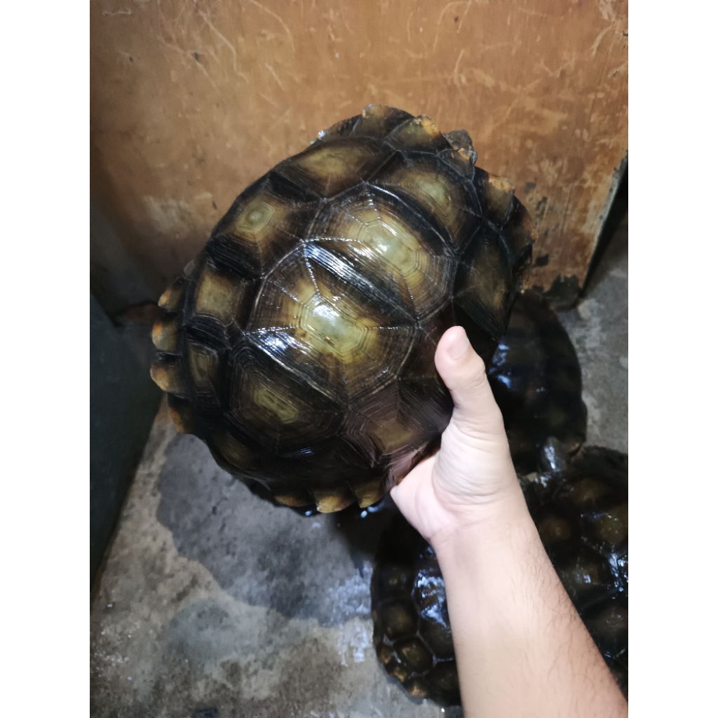 Kura Kura kaki Gajah Betina